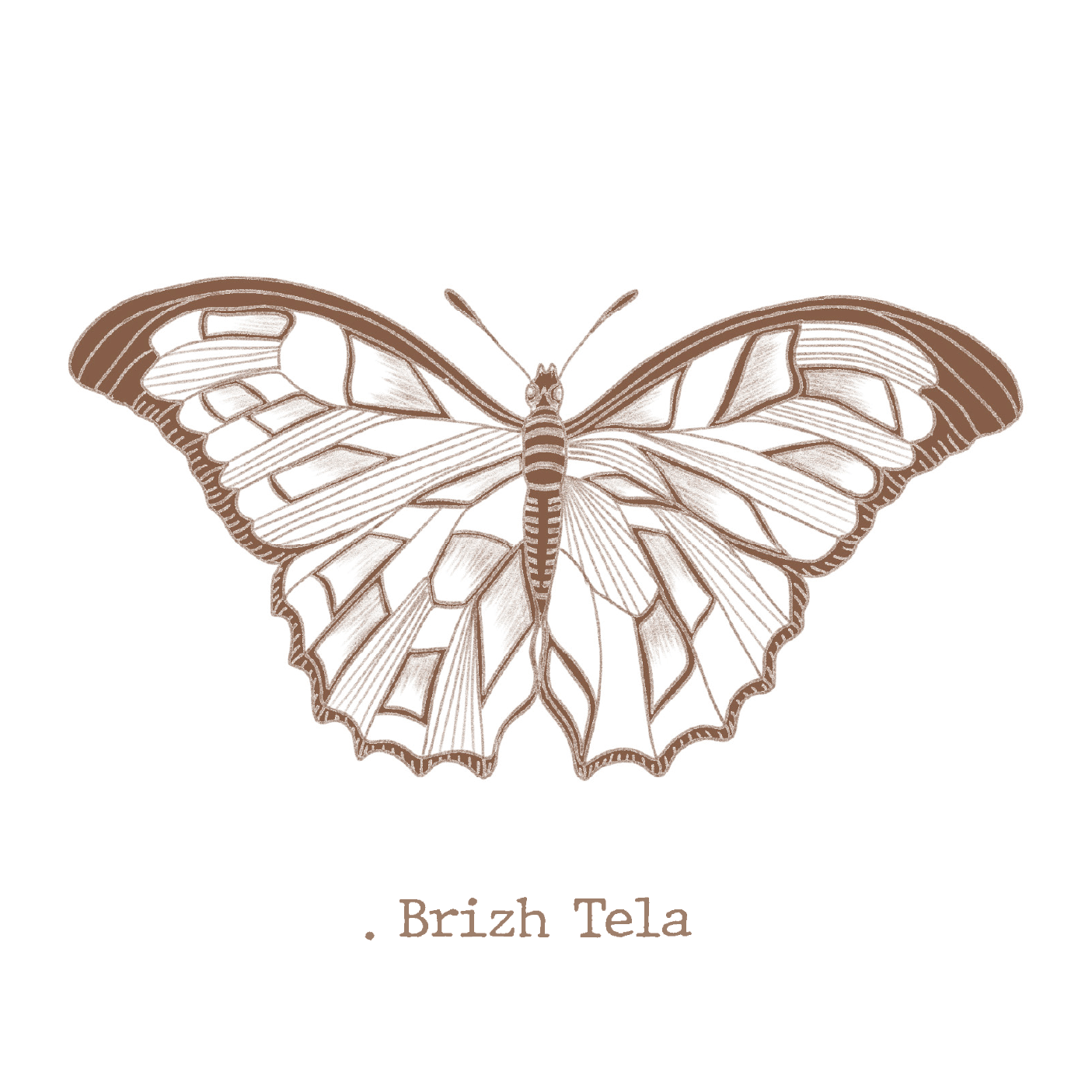 .lepidoptera, brizh tela